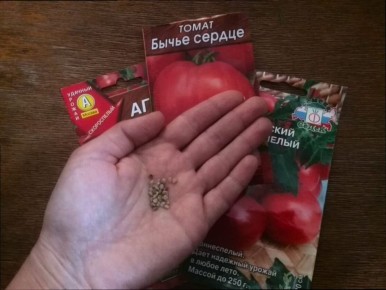 Как повысить всхожесть семян томатов: проверенные методы от экспертов