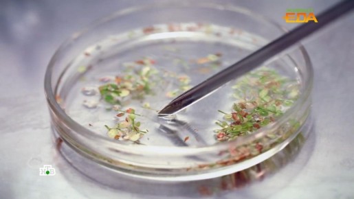 Соя: мифы и факты о ГМО, аллергиях и гормонах