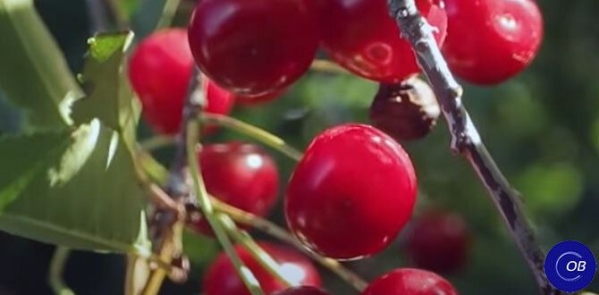 ��� ��������� �� ��������� ���������: ������� ���������� ����