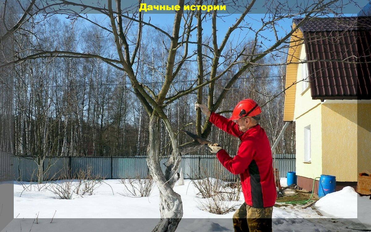 Февраль в саду: ключевые мероприятия для успешного старта сезона