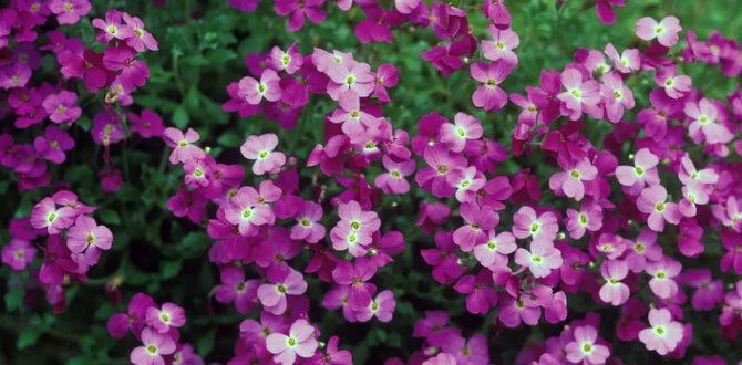 ��� ��������� �������: ������� ����� �� �������������� ���������