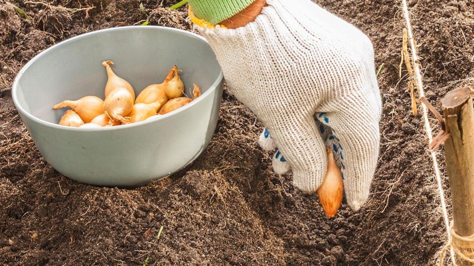 ��� ��������� ������ ��� ����� ������ � �������� � �����