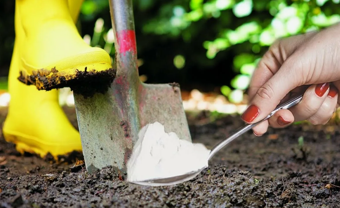 Как подготовить почву осенью для урожайных помидоров и огурцов