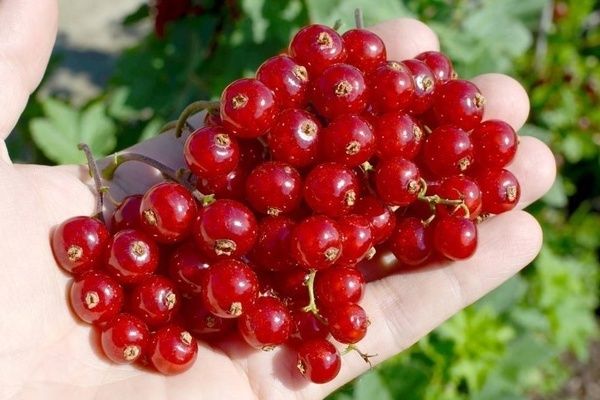 ��� ��������� ��������� ��������� ����� ������ ��� ����: ������� ��������� �����