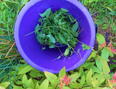 Как создать бесплатные удобрения для сада: секреты натурального ухода