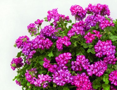 Непревзойденные ампельные растения, которые затмят петунь