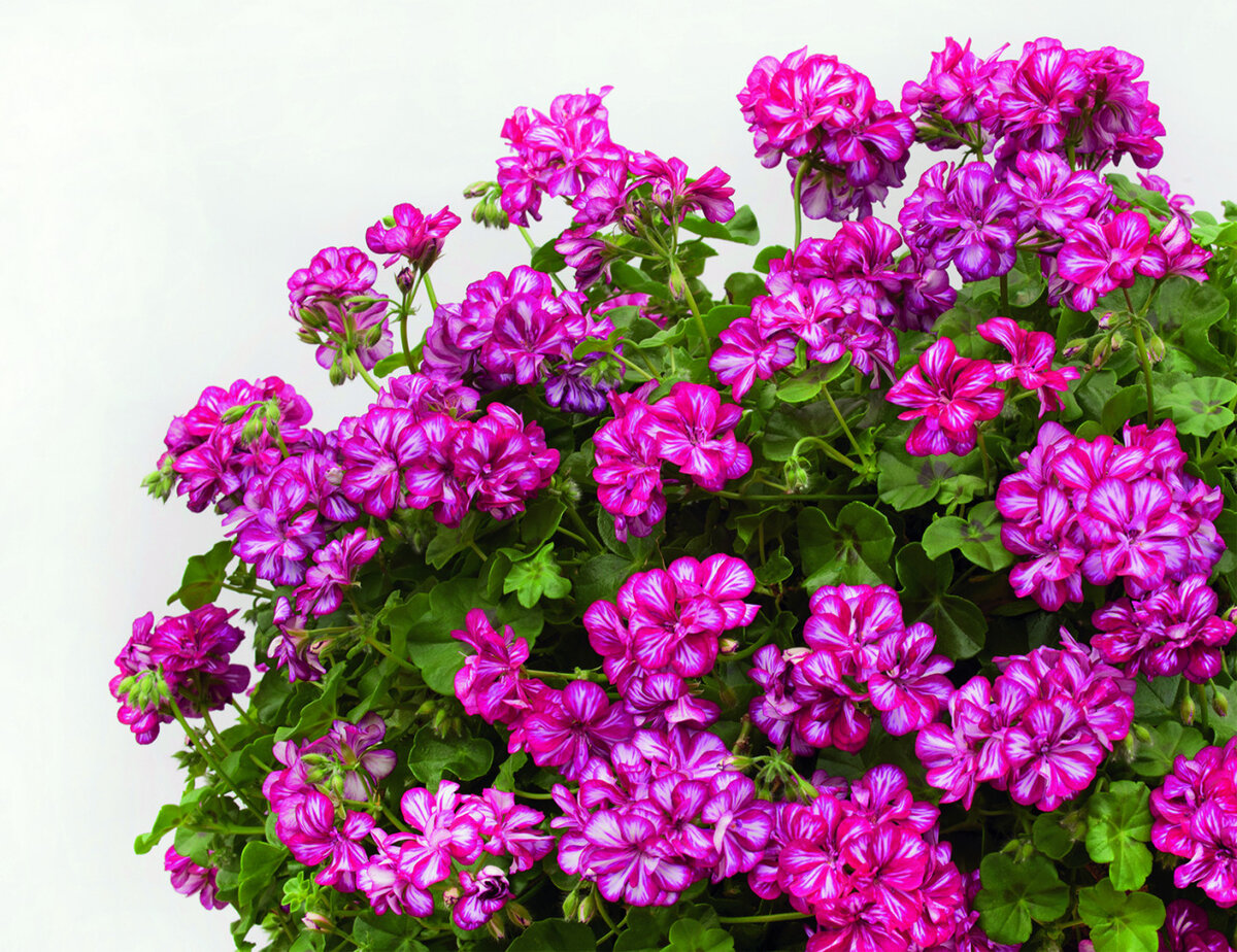 Непревзойденные ампельные растения, которые затмят петунь