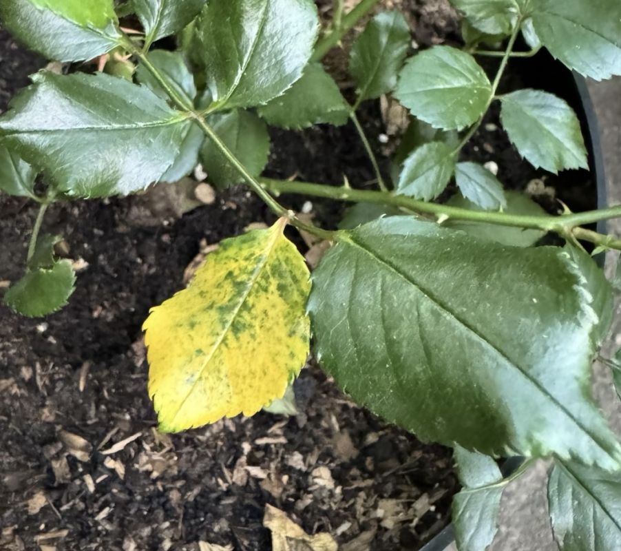 ������ ������ ���� ������� � ������� �����: ������ �� �����