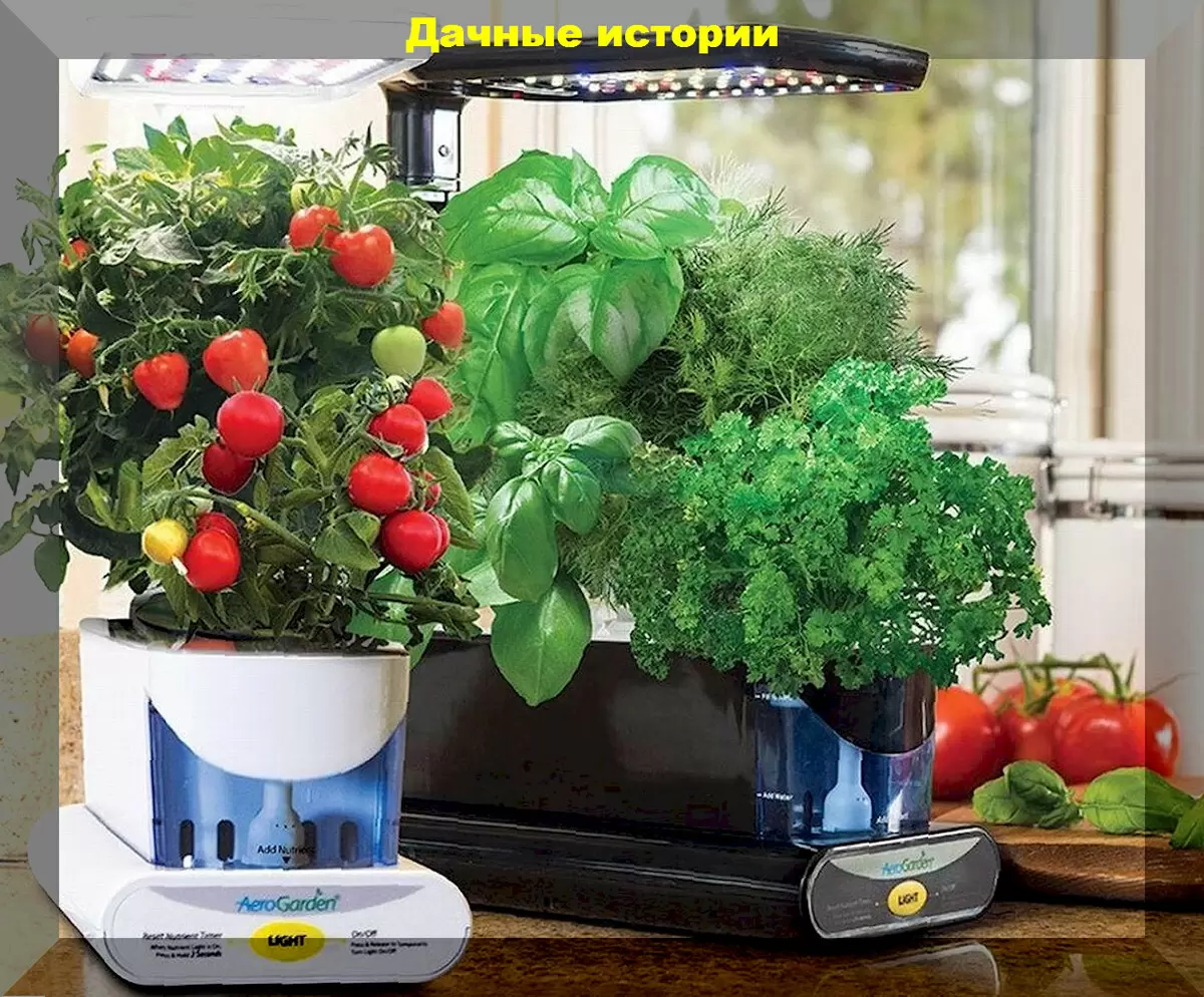 Зеленый лук на подоконнике: легкий путь к домашнему огороду зимой