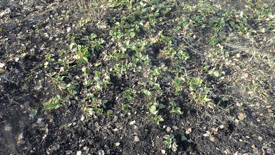 ����������� �������� ������� ��� ���������� ������ ��������