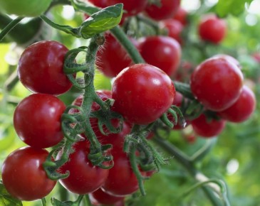 ������ � �������� ��������: ��������� ��������� � ���������� ��������