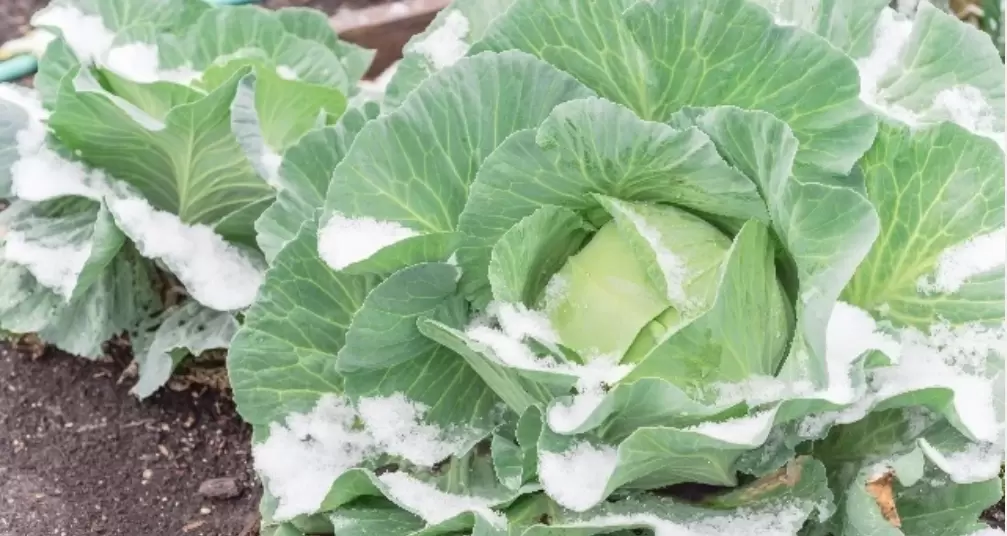 Секреты успешного посева капусты под зиму для раннего урожая