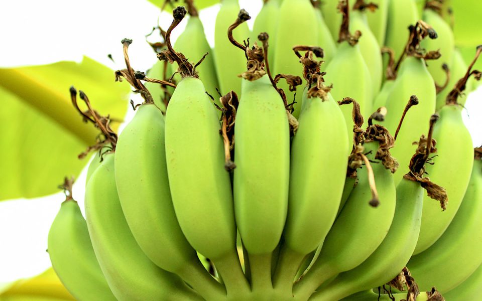 ������ ������ �������: ��� ����� �����