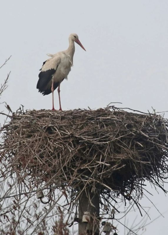 ����� ����������� �� �������� �������