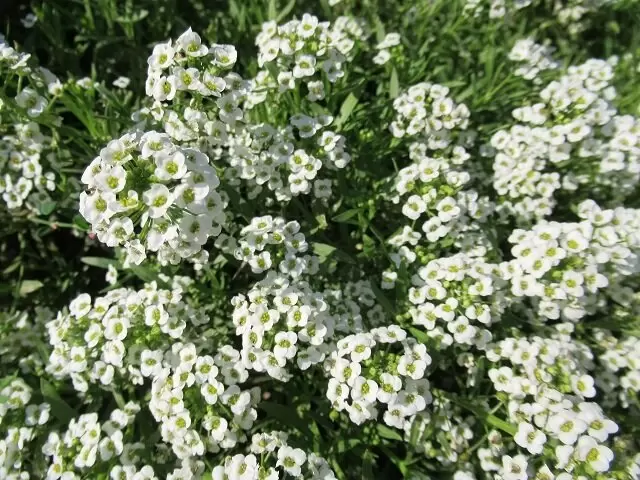 Как вырастить ароматный алиссум: советы по уходу в середине лета