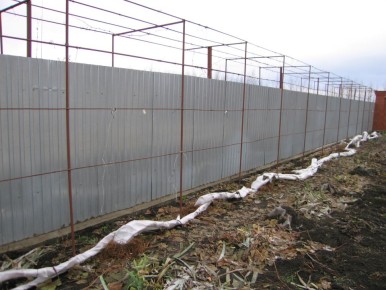 Зимняя защита: как уберечь виноград и розы от мышей