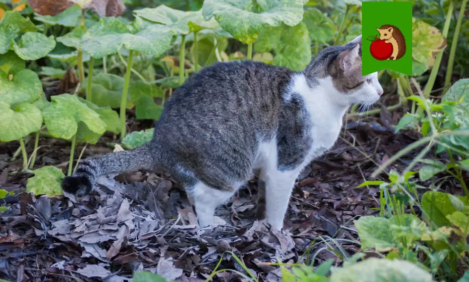 Как защитить грядки от чужих котов: проверенные методы