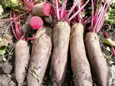 Когда и как убирать свеклу: советы для удачного урожая