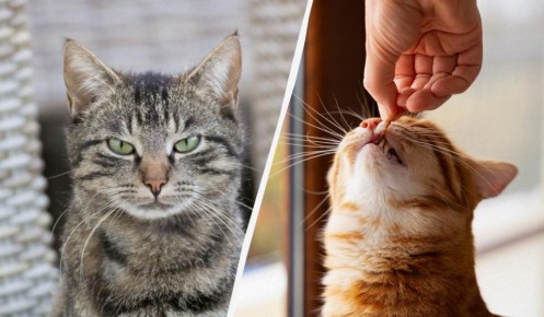 Миссия «Пиллочка для пушистиков»: хитрости для успешного лечения котов