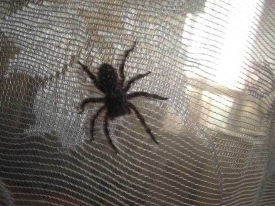 ��� ���������� �� �������� �������� ������: ������ � ���������