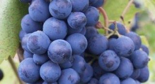 �������� ��������: ������������ ����, � ������� ����� ������ ������