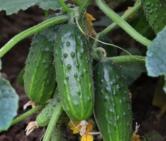 Секреты возрождения огурцов: как продлить сезон и получить щедрый урожай