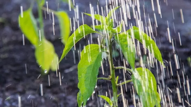 Как правильно подкормить перцы в июне для богатого урожая