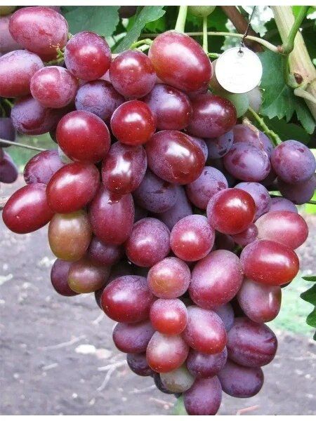 �������� ������� �����: ��������� ����� ��� ������ �����