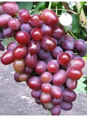 Виноград Подарок Ирине: идеальный выбор для вашего стола