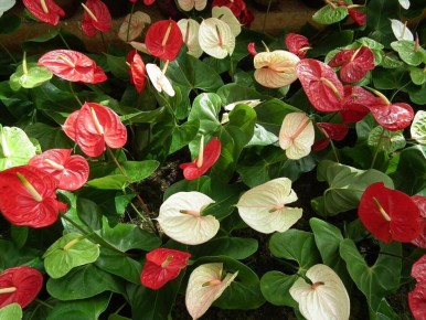 ������������� ��������: ������������ � ����������� ��������