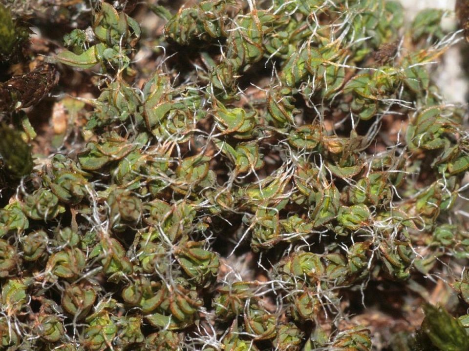 ��� � �������: ��� � ��� �������� � ������������� ��� ���������