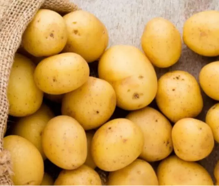 Картофель Лина: универсальный сорт с высокими показателями урожайности и лежкости