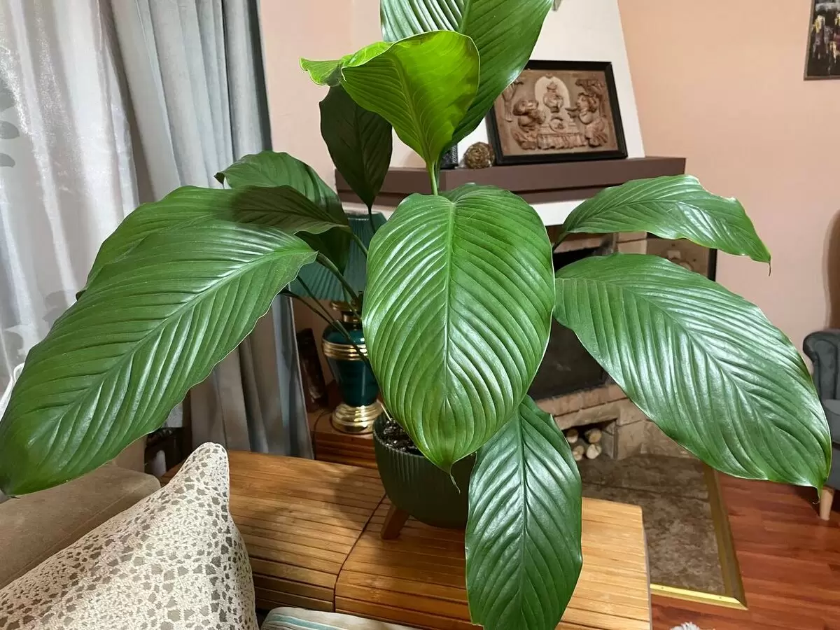 Почему спатифиллум радует глаз, а не сухими кончиками: разрушаем мифы об уходе