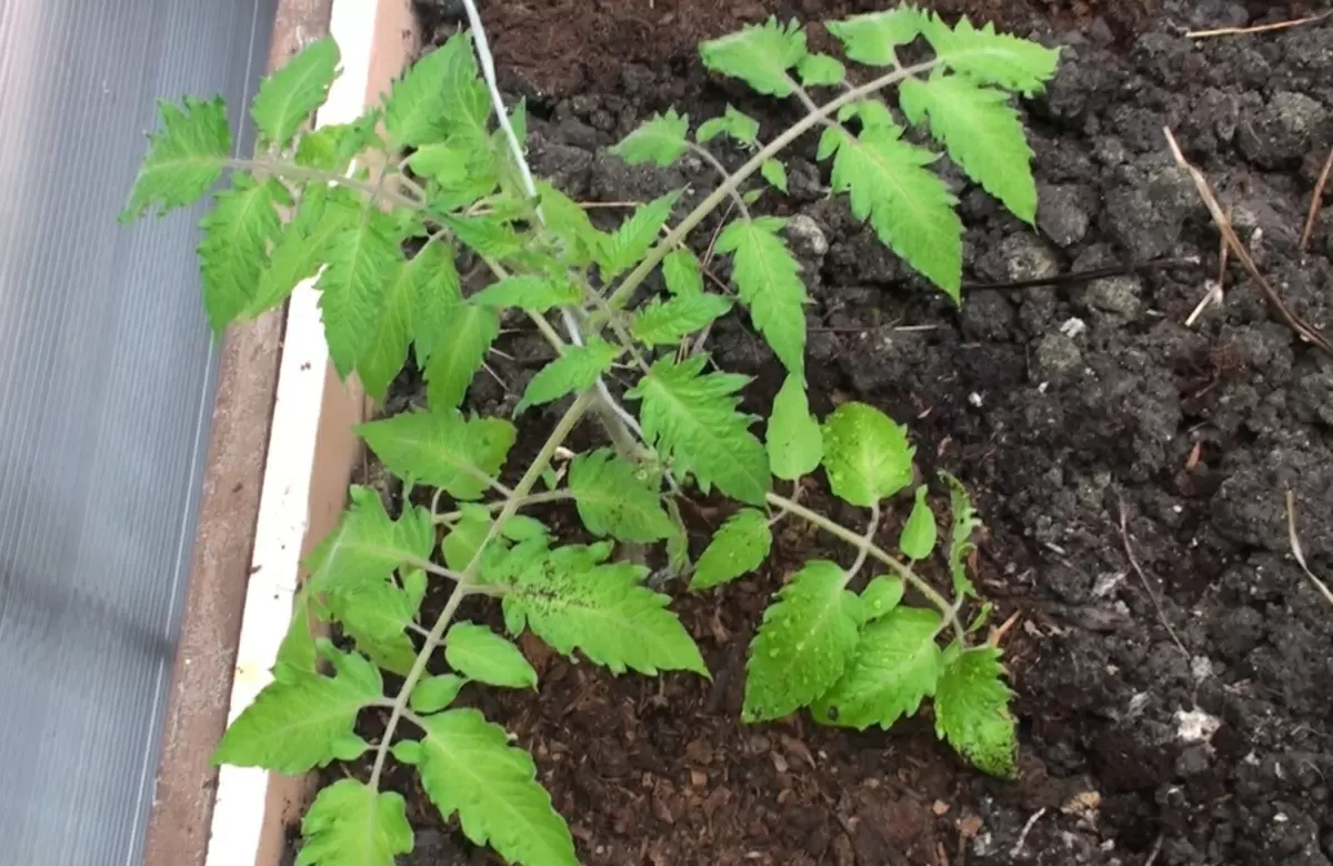 Как правильно подготовить лунки для томатов: секреты для щедрого урожая