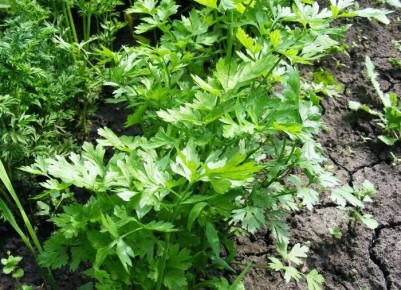 Непревзойденные преимущества сельдерея: отыскание здоровья в каждом стебле