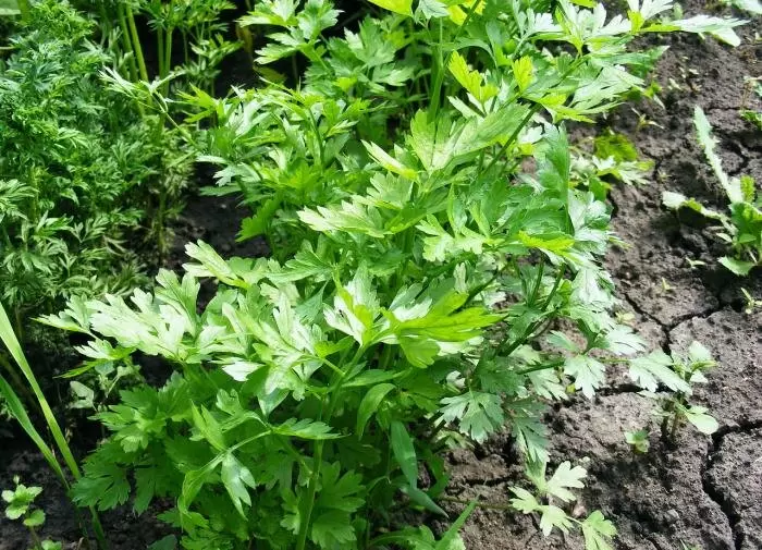 Непревзойденные преимущества сельдерея: отыскание здоровья в каждом стебле