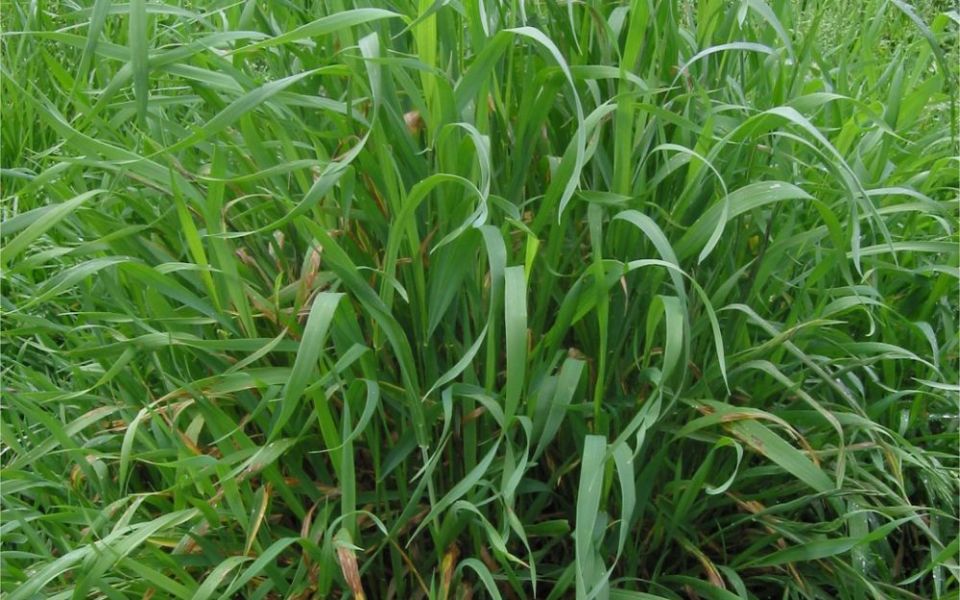 ��� �������� �����: ������� ����������� ������ � ����������� ��������