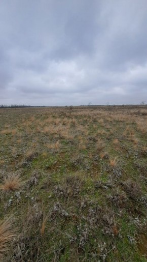 Как степь открыла для семьи новые грибы и простой смысл похода за ними