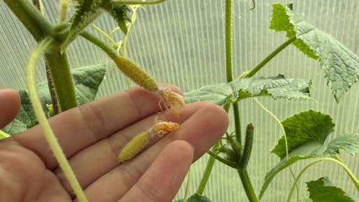 Как спасти желтеющие завязи огурцов: простое средство для урожайного сезона