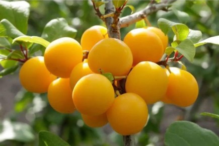 ���������: ���������� �������������� ����� �����