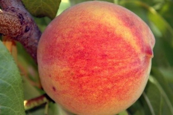 ������ �������: ������� ����������� ��� ���������