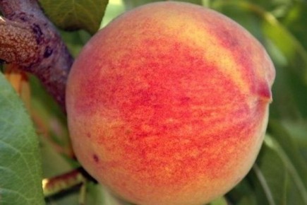 Персик Медовый: райское наслаждение для садоводов