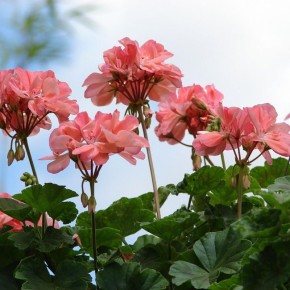 Как правильно подкормить герань для яркого цветения и здоровых листьев