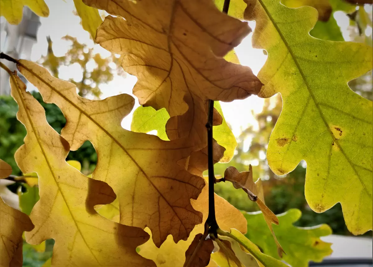 Листовая земля: ваш союзник в саду