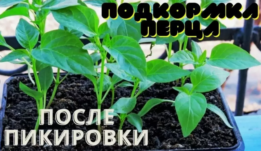 Когда подкармливать рассаду перца после пикировки: оптимальные сроки и схемы для бурного роста