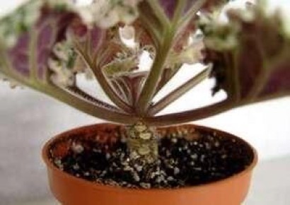 Пересадка фиалок: секреты успешного ухода за нежными растениями