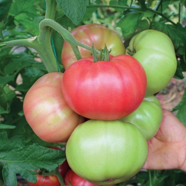 ����� ������� � ������ ����: ������������ ����� ���������