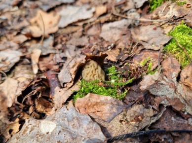 � ������ �������� ������� ���: ������ ������� ��� �� �������