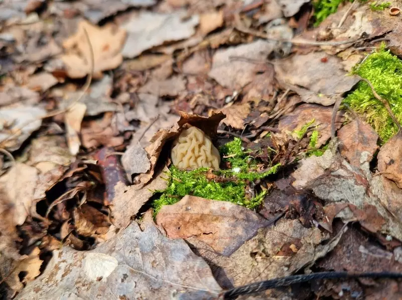 В Курске стартует грибной бум: первые сморчки уже на подходе