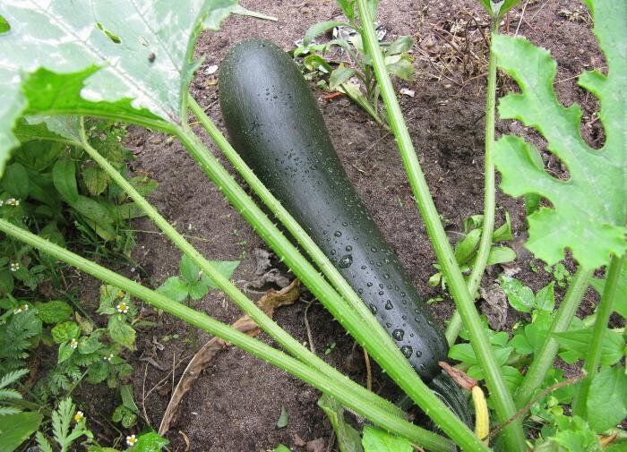 ������ ���� ������� ����� �����: ������� � �������